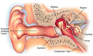 Kulak Anatomisi