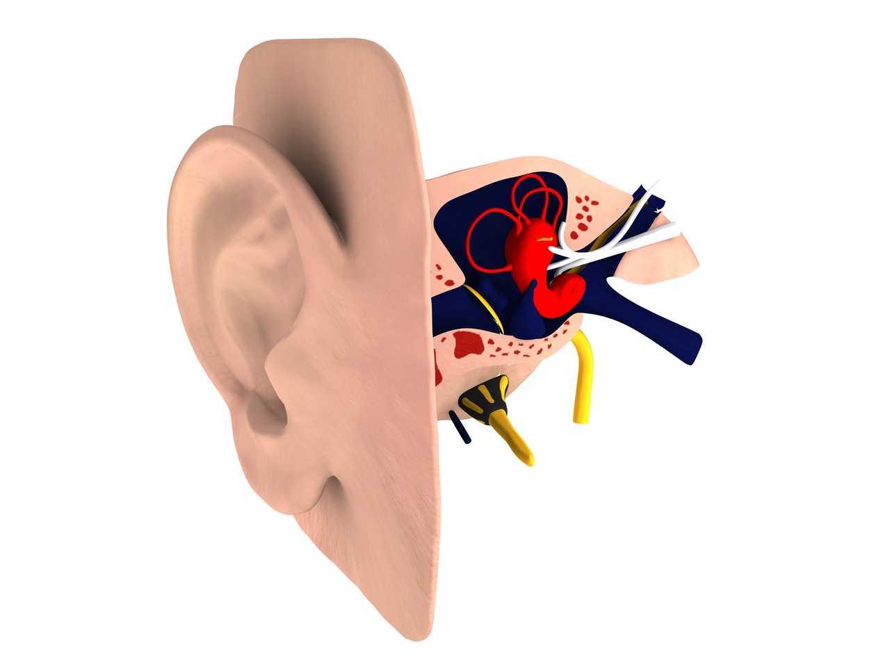 Endoskopik Kulak Zarı Cerrahisi