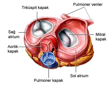 Kalp Kapak Hastalıkları