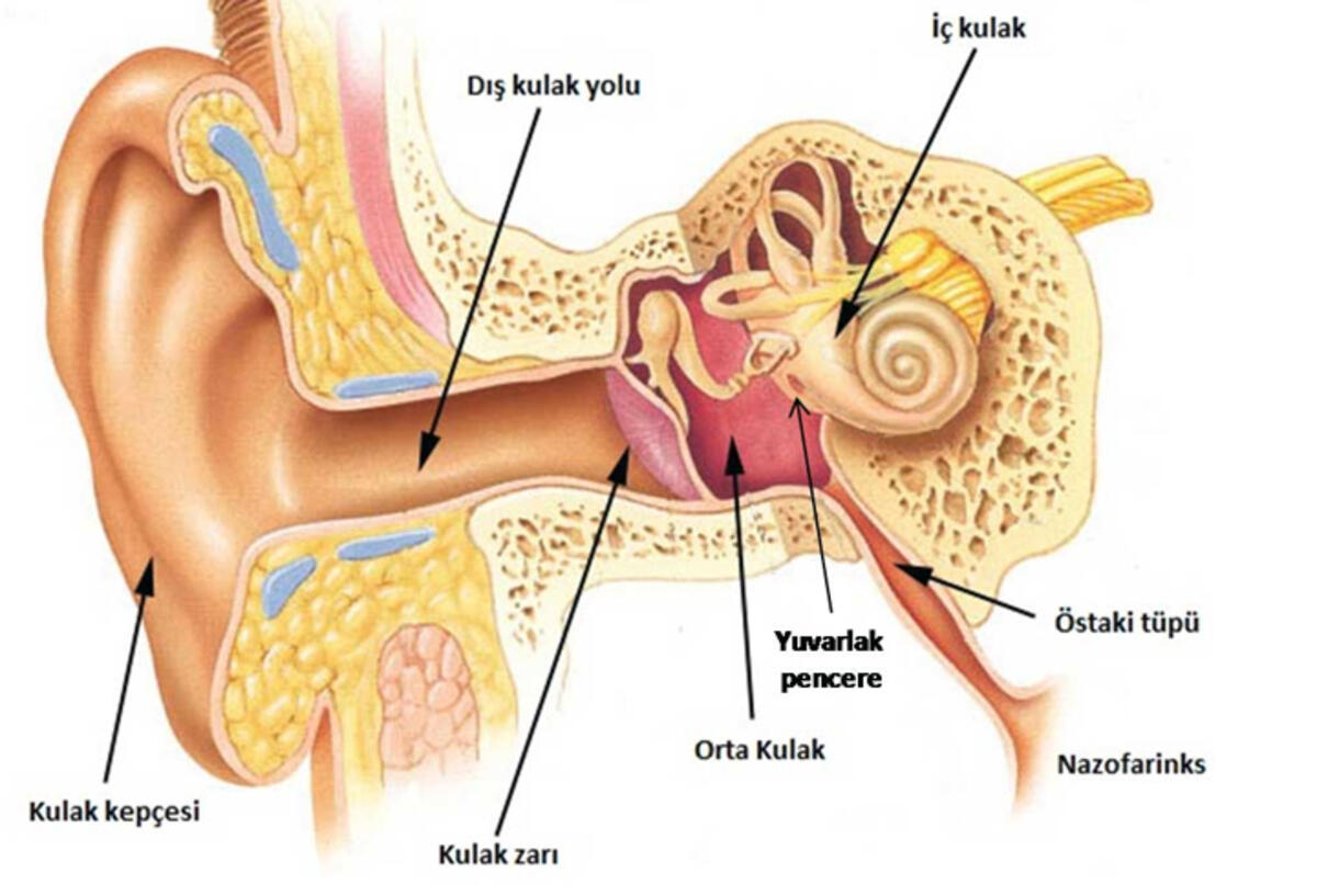 Mikroskopik Orta Kulak Cerrahisi